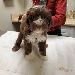 Australian Labradoodle Puppies from Lake Blue Australian Labradoodles