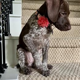 German Shorthaired Pointer Puppies from Tipsy Rabbit GSP TopDog Kennel