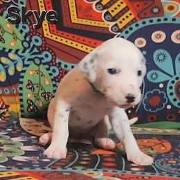 Dalmatian Puppies from Samba Flavors