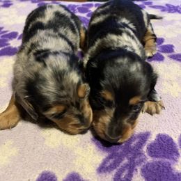 Dachshund Puppies from CC and J Dachshunds