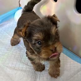 Yorkshire Terrier Puppies from Artisan Yorkies LLC