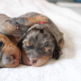 Bernedoodle and Goldendoodle Puppies from Central Texas Doodles, LLC.