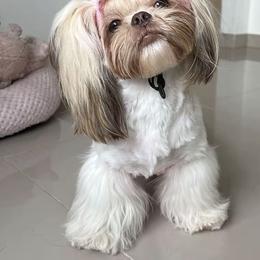 Hazel - Shih Tzu