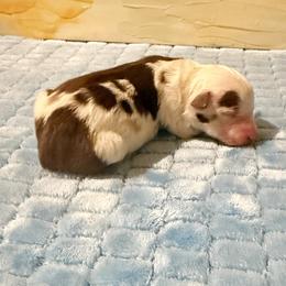 Girl 6 - Red merle female Miniature Australian Shepherd puppy in Pensacola, Florida from TNT MINI AUSSIES