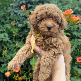 Sunny - Red  female Poodle puppy in Modesto, California from Oso’s Red Toy, Mini, & Standard Poodles