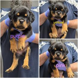 Girl 3 - Black and tan female Rottweiler puppy in Stanton, Kentucky from Vom Hause Alistair