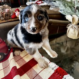 Cupid - Blue merle female Australian Shepherd puppy in Kaufman, Texas from Martin's Star Ranch Aussies