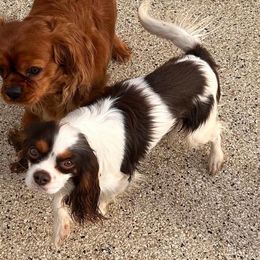 Micco - Cavalier King Charles Spaniel