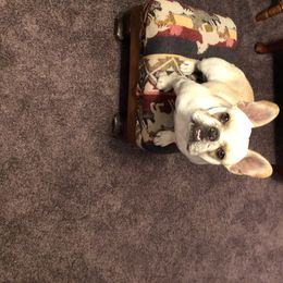 French Bulldog Puppies from Pamela's French Bulldogs