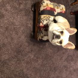 French Bulldog Puppies from Pamela's French Bulldogs