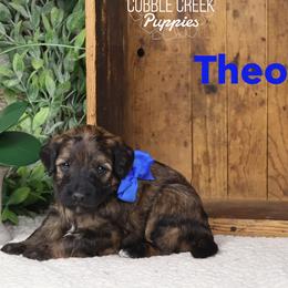 Theo - Sable male Bernedoodle puppy in Heyworth, Illinois from Cobble Creek Puppies