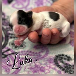 Luka - Black and white male Shih Tzu puppy in Yelm, Washington from Lala's All Star Shih Tzu