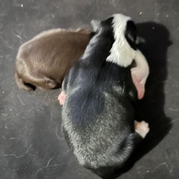 Girl 2 - Black tri-color Australian Shepherd puppy in Banning, California from Flying R Aussie Ranch