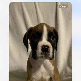 Girl 1 - Fawn female Boxer puppy in Statham, Georgia from Suarez AKC Boxers LLC