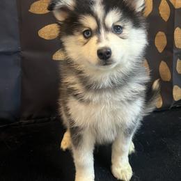 Franklin - Black and white male Pomsky puppy in Henderson, Kentucky from Paris Pomskies