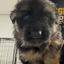 Boy 3 - Black and red male German Shepherd puppy in Valley Springs, South Dakota from Von Pasch German Shepherds