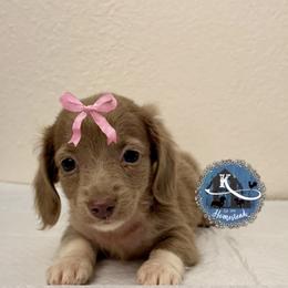 Emily - Fawn (Isabella) female Dachshund puppy in Clearlake Oaks, California from K’s Homestead