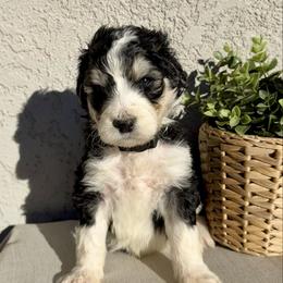 Shadow - Black and white male Bernedoodle puppy in Moreno Valley, California from Ayy_Doodles