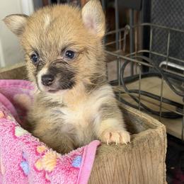 Girl 4 - Red female Pembroke Welsh Corgi puppy in Moulton, Alabama from Reed's Pembroke Corgi Welsh