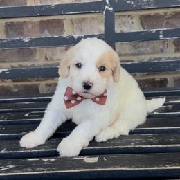 Dustin - Yellow and white male Bernedoodle puppy in Cartersville, Georgia from Simply Blessed Doodles