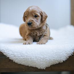 Grey collar boy - Genie - Red  male Goldendoodle puppy in Duncan, South Carolina from Abner Creek Poodles & Doodles