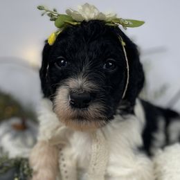 Little Girl Pink - Parti Assorted Doodle Crosses puppy in Clinton, Montana from BoLo Doodles