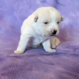 Pomsky Puppies from Valparaiso Pomskys