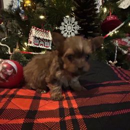Dasher - Liver male Yorkshire Terrier puppy in Hardeeville, South Carolina from Pups of the Lowcountry