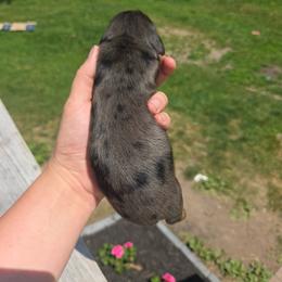 Sprinkles - Dapple female Dachshund puppy in Milroy, Pennsylvania from Not Your Average Weiner