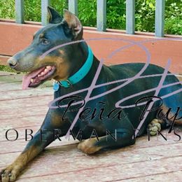 Doberman Pinschers from Peña Pups Doberman Pinschers