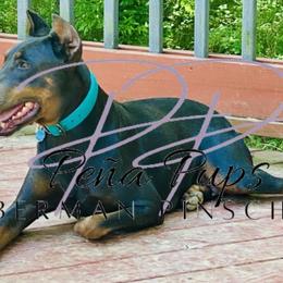 Doberman Pinschers from Peña Pups Doberman Pinschers