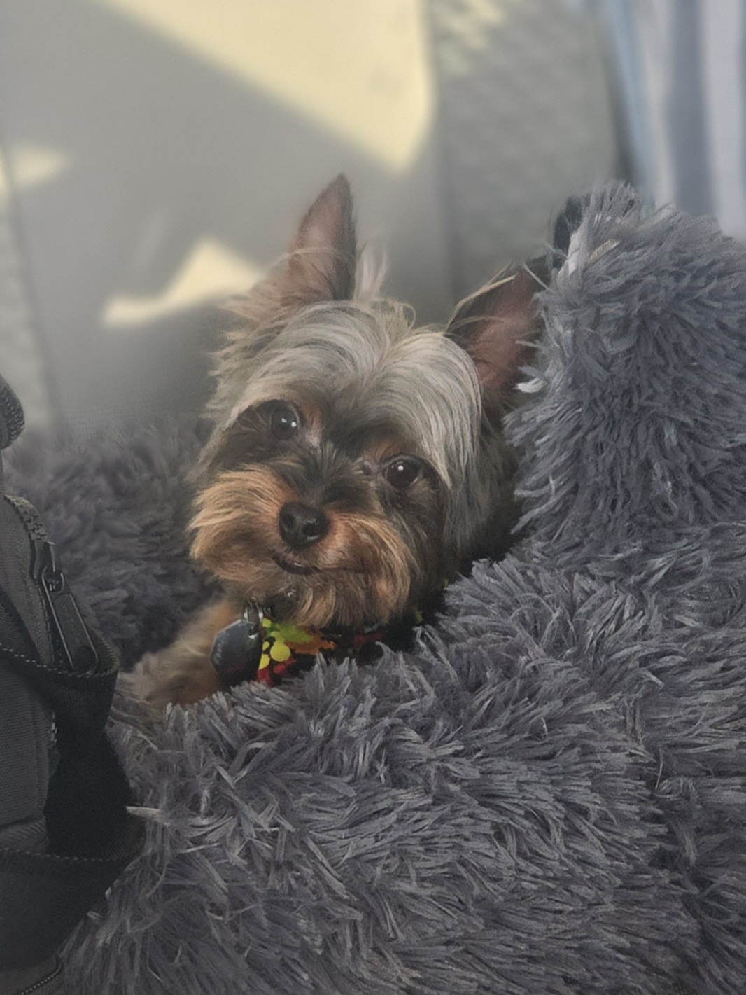 Duke - Yorkshire Terrier