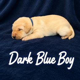 Dark Blue Collar Boy - Yellow male Labrador Retriever puppy in Las Vegas, Nevada from Lucky Labrador Retrievers