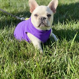 French Bulldog Puppies from Bourbon Country Bullies
