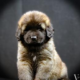 Leonberger puppies from Bigfoot Leonberger Ranch