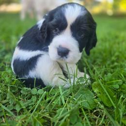 Jack Nicklaus - White and black male English Springer Spaniel puppy in Saginaw, Michigan from Kemerer Springers