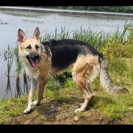 Nopey - German Shepherd