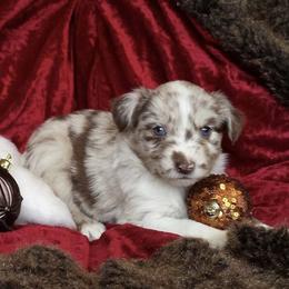 Australian Shepherd Puppies from AussieLand Shepherds