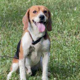 Beagles from Harris Beagles