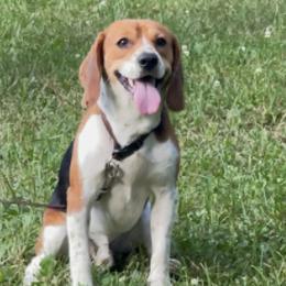 Beagles from Harris Beagles