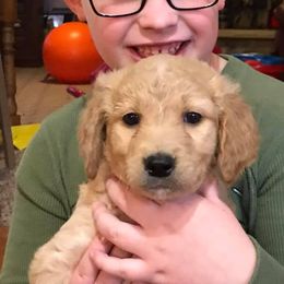 Golden Retriever and Goldendoodle Puppies from Deer Creek Goldens