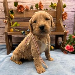 Lavender - Cream female Goldendoodle puppy in Lisbon, Ohio from Willow Lane Doodles