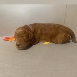 Winter - purple collar - Apricot female Goldendoodle puppy in Brea, California from Dhalia’s Doodles