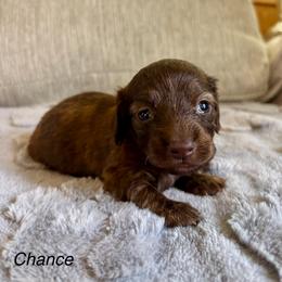 Chance - Chocolate and tan male Dachshund puppy in Aiken, South Carolina from State Eight Dachshunds