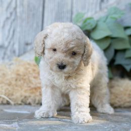 Macaroni - Buff male Cockapoo puppy in Seattle, Washington from Sweet Home Doodles