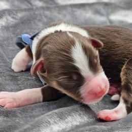 Blue Collar RTM - Red tri-color male Miniature American Shepherd puppy in Lexington, Kentucky from Deuce's Den