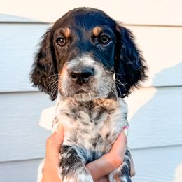 Royal Blue - Blue belton and tan (tri-color) male Llewellin Setter puppy in Blackfoot, Idaho from Sand Hill Shepherds & Setters