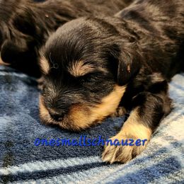 Daxter - Black and silver male Miniature Schnauzer puppy in Brigham, Utah from Onesmallschnauzer
