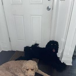 Ashy - Labradoodle