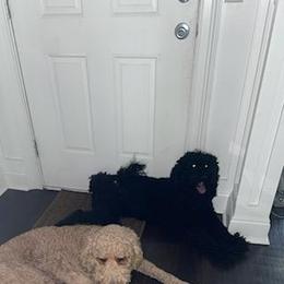 Ashy - Labradoodle